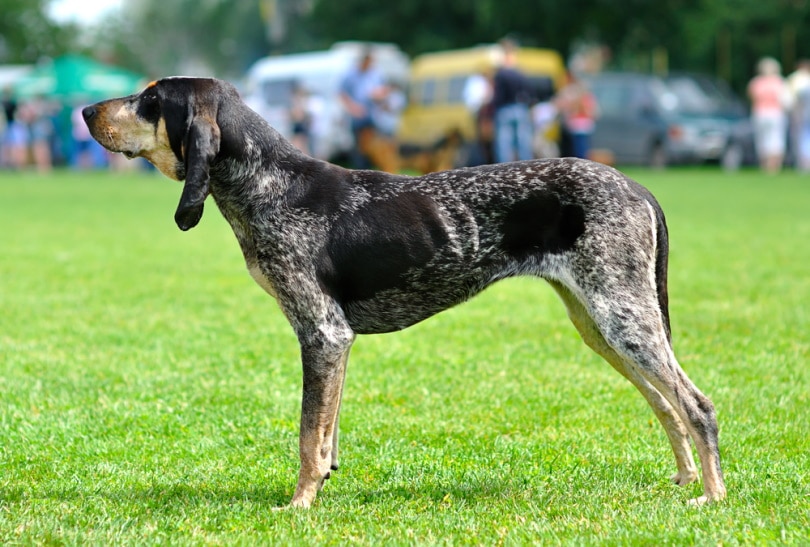 Gascon Saintongeois Dog Breed: Info, Pictures, Care & More
