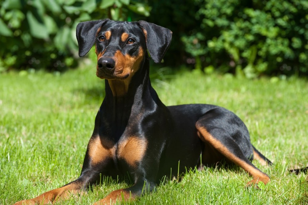 German Pinscher Dog Breed: Info, Pictures, Origin & More