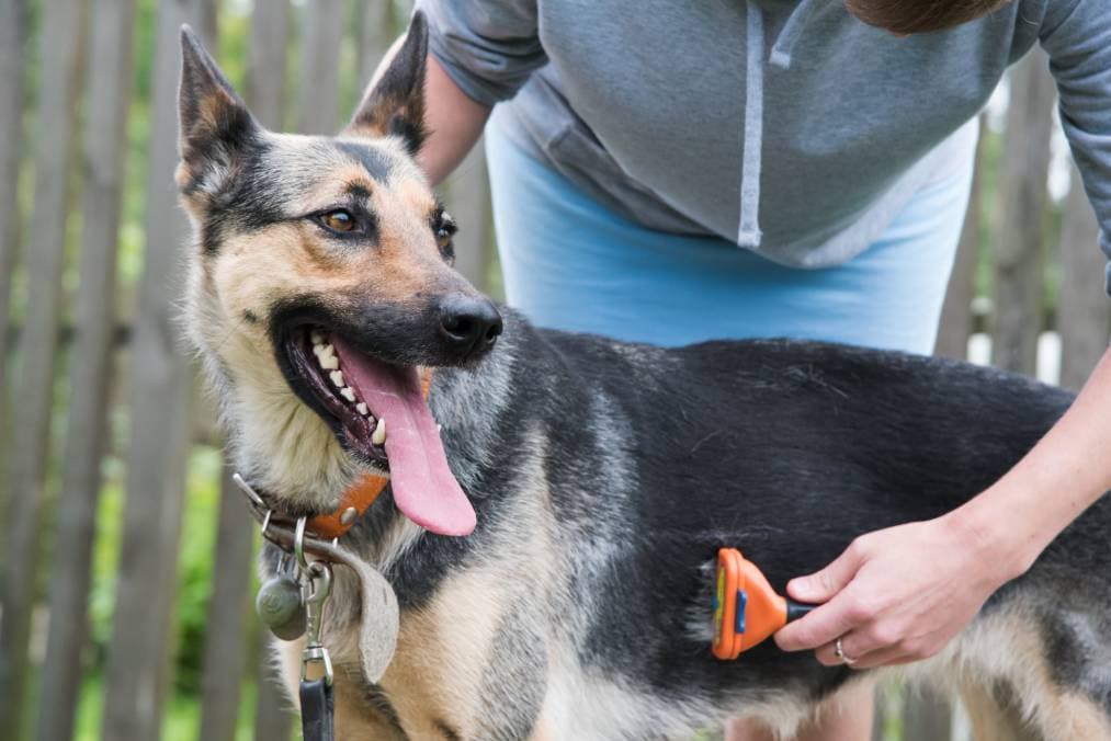 German Shepherd Grooming: 7 Vet-Approved Tips