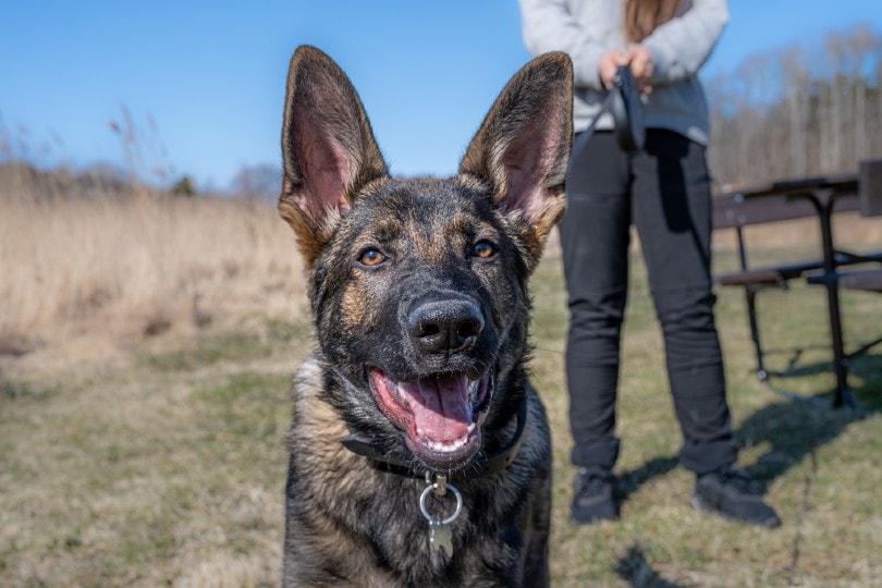 How to Adopt Retired Police Dogs: Overview & Helpful Tips