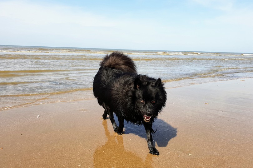 Giant German Spitz Dog Breed: Info, Pictures, Care & More