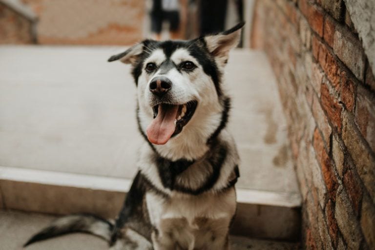 Goberian (Golden Retriever & Siberian Husky Mix): Info, Pictures, Care & More