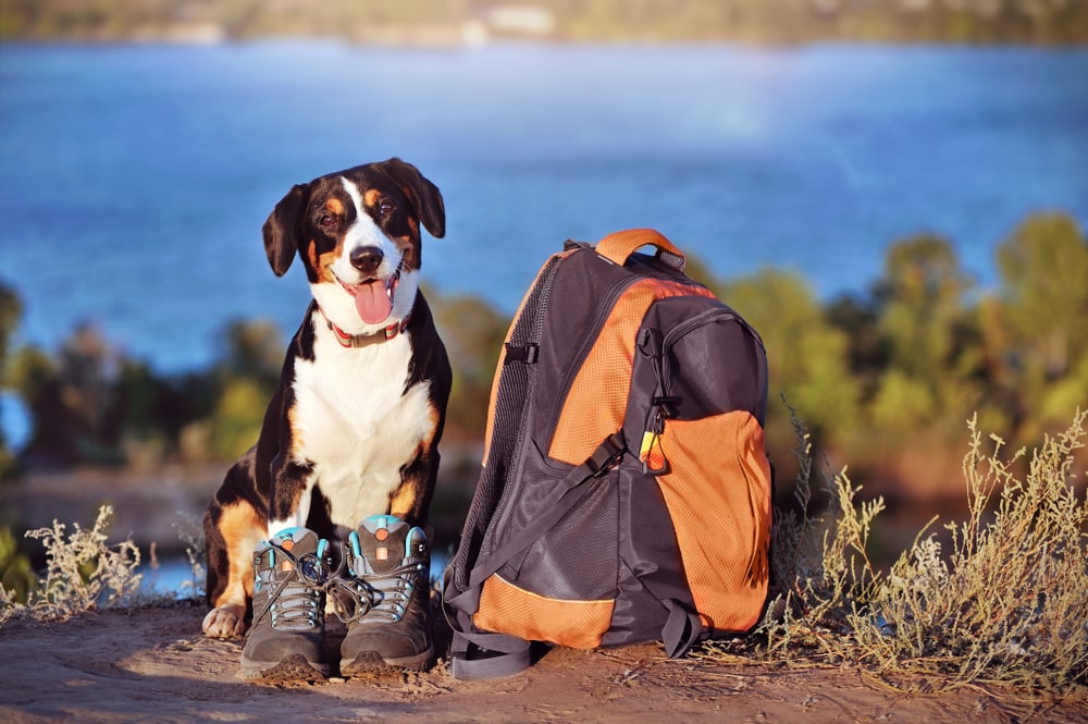 10 Things to Do With Your Dog in the Summer: Vet-Approved Ideas