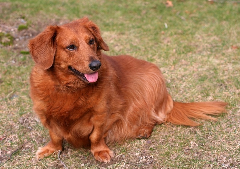 Golden Dox Mixed Dog Breed: Info, Pictures, Traits & More