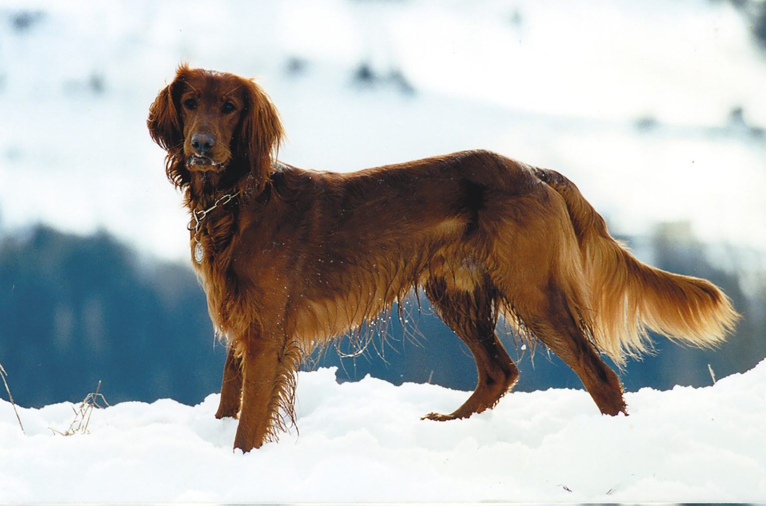 Golden Irish Dog Breed: Info, Pictures, Care & More