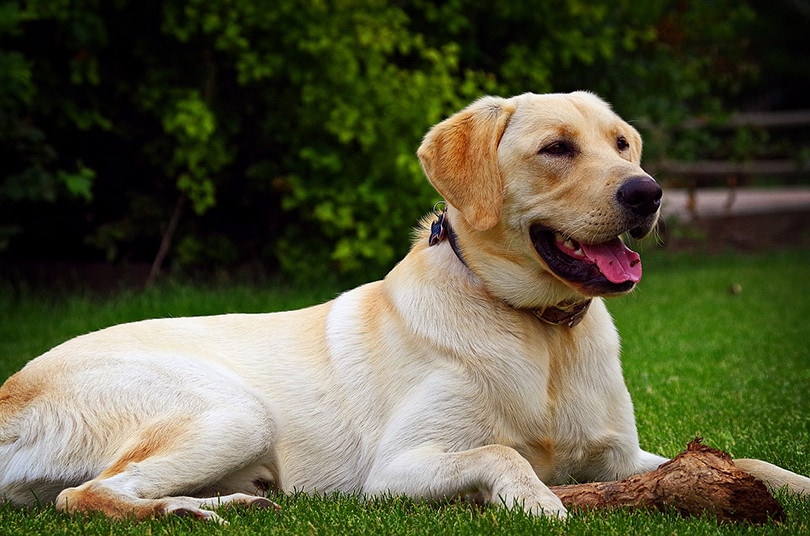 Golden Labrador (Goldador) Dog Breed: Info, Pictures, Care & More