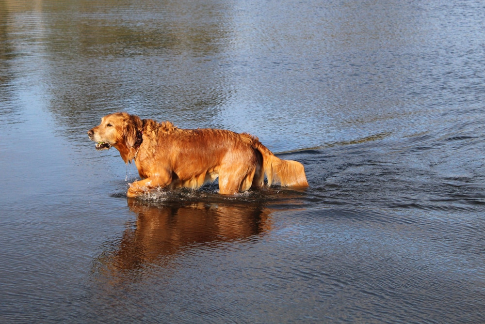 Top 14 Dog-Friendly Beaches in North Carolina: Off-Leash & On-Leash Places to Go