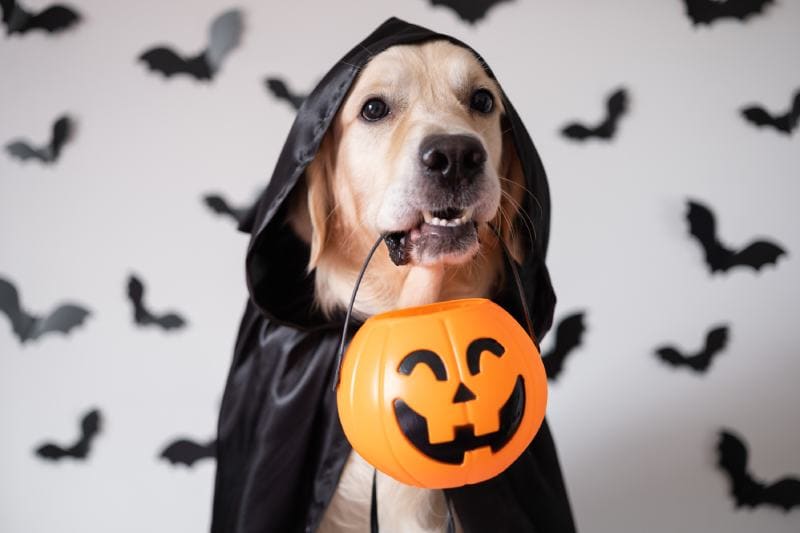 16 DIY Dog Halloween Decoration Ideas (With Pictures & Videos)