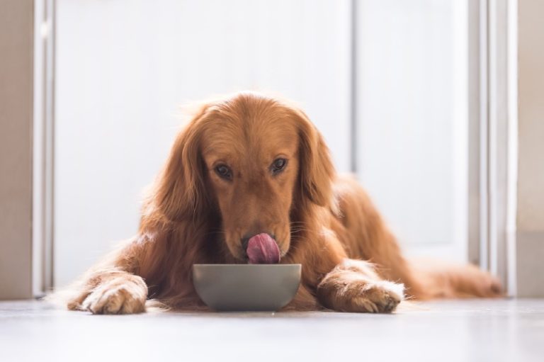 How Much Food to Feed a Golden Retriever (Puppy & Adult Guide)