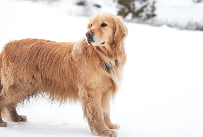 9 Most Popular Dog Breeds in Virginia (2026 Update with Pictures)