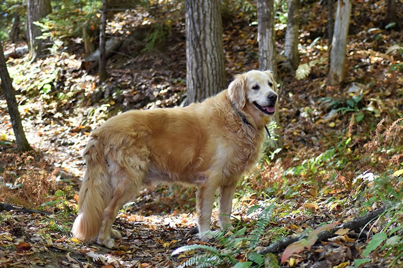 24 Dog-Friendly Hiking Trails in Maine (2026 Guide)