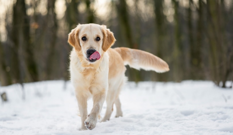 Why Do Dogs Lick Their Nose? 10 Vet-Reviewed Reasons