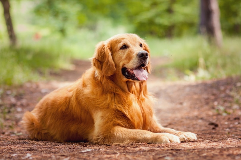 10 Most Popular Large Dog Breeds in 2026 (With Info & Pictures)