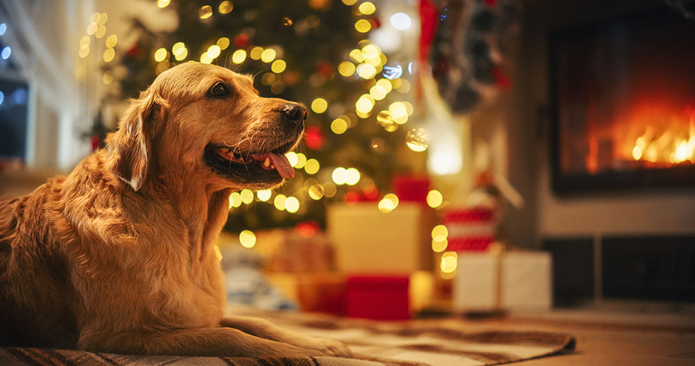 24 Stocking Stuffers for Dogs: 2026 Christmas Ideas