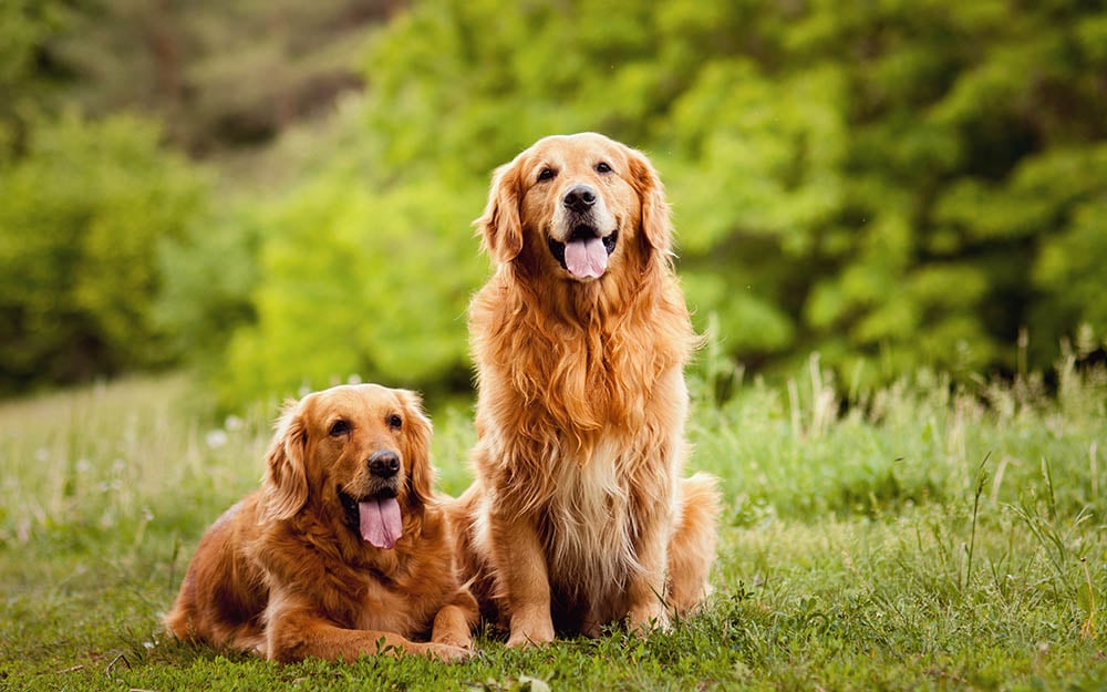 23 Most Popular Dog Breeds in Australia in 2026