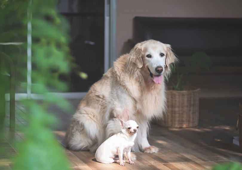 Can a Small Dog Get Pregnant by a Large Dog? Vet-Verified Risks