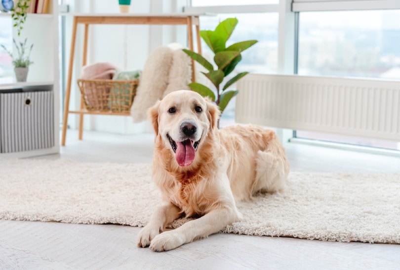 When Should I Spay or Neuter My Golden Retriever? Vet-Reviewed Facts