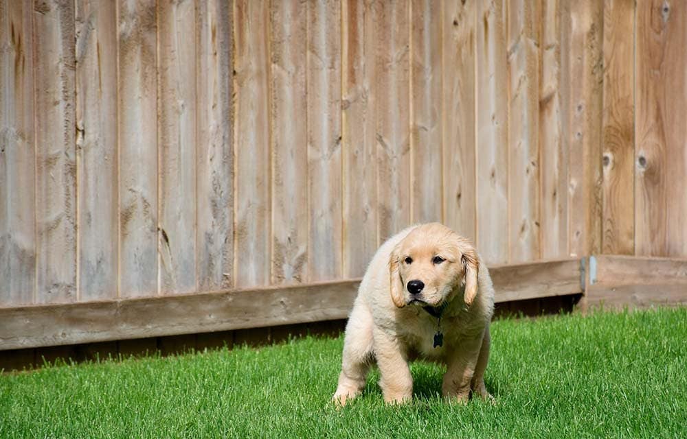 How To Potty Train a Golden Retriever: Step by Step Guide