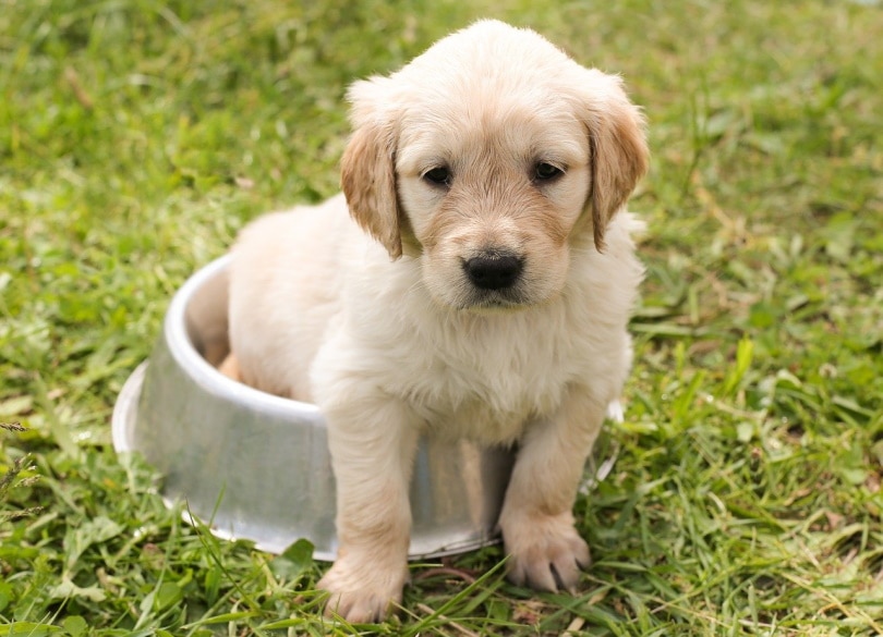 How Much Should I Feed My Golden Retriever Puppy? Vet Verified Tips & Timeline