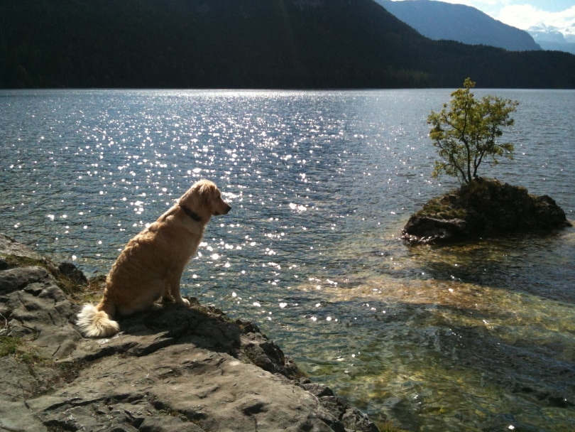 Do Golden Retrievers Like Water & Swimming? Facts  & Vet Approved Tips