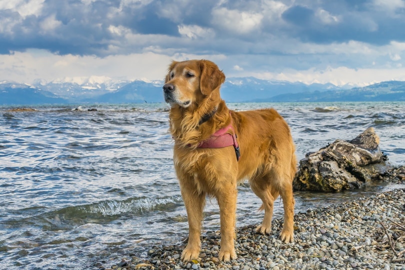 Are Golden Retrievers Good for First-Time Owners? Facts & FAQ