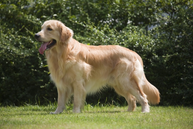 How Prone Are Golden Retrievers to Hip Dysplasia? Vet-Approved Facts & FAQ