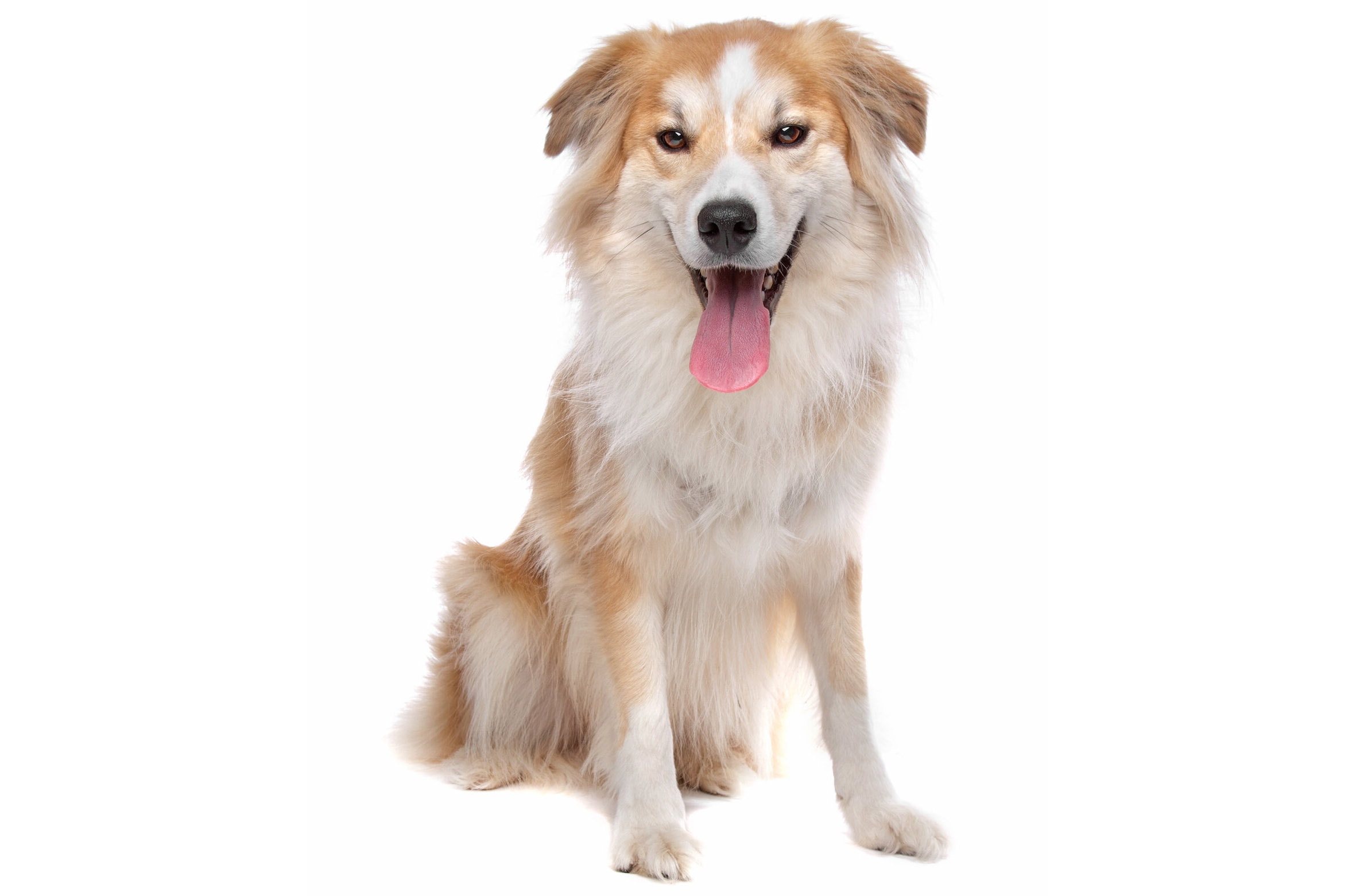 Golden Border Retriever Dog Breed: Info, Pictures, Care & More