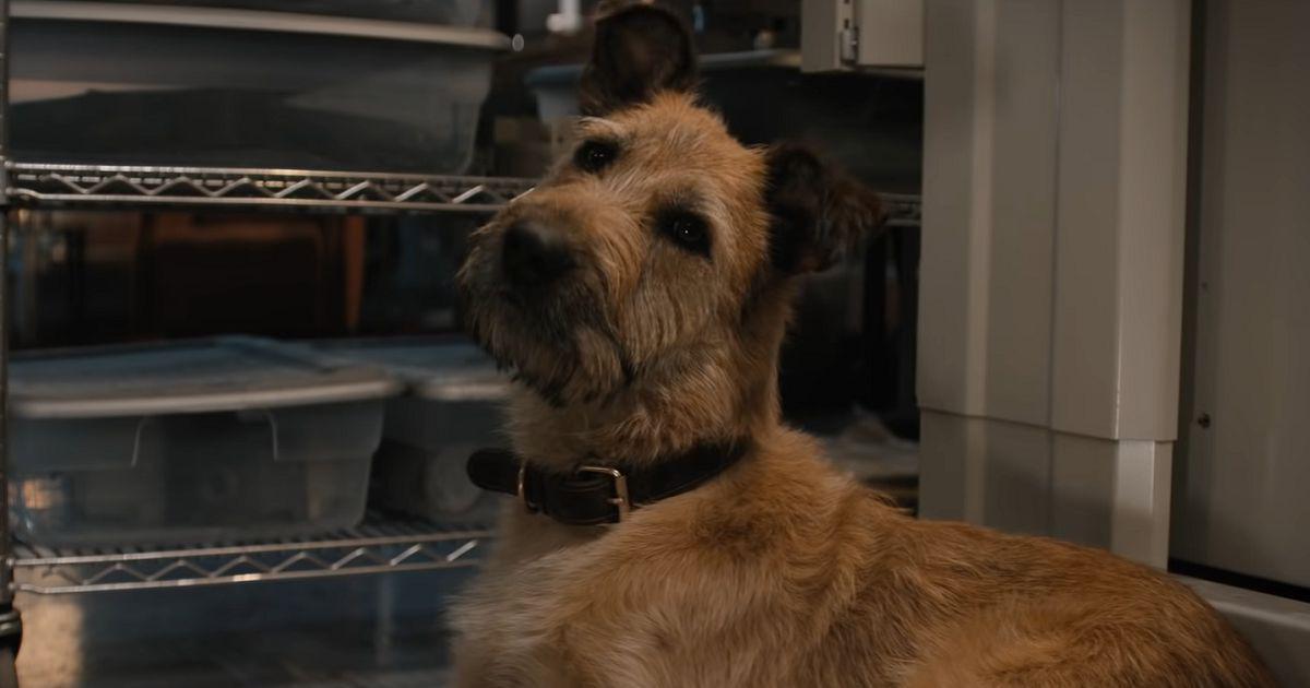 What Breed of Dog Is in Finch? Famous Movie Dogs Presented