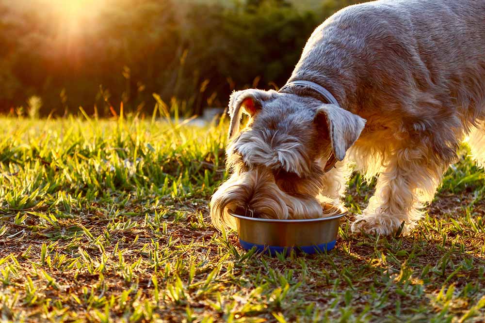 9 Best Dog Foods for Schnauzers in 2026: Vet-Approved Reviews & Top Picks