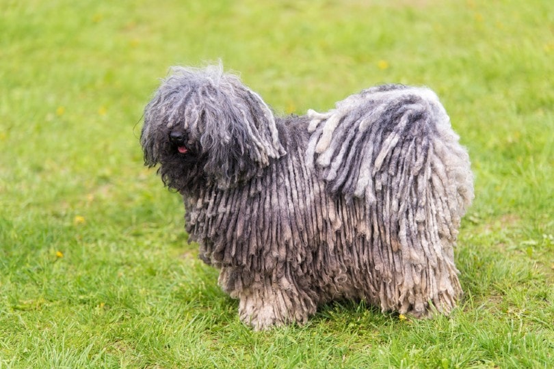 9 Hungarian Dog Breeds That Originated in Hungary (With Info & Pictures)