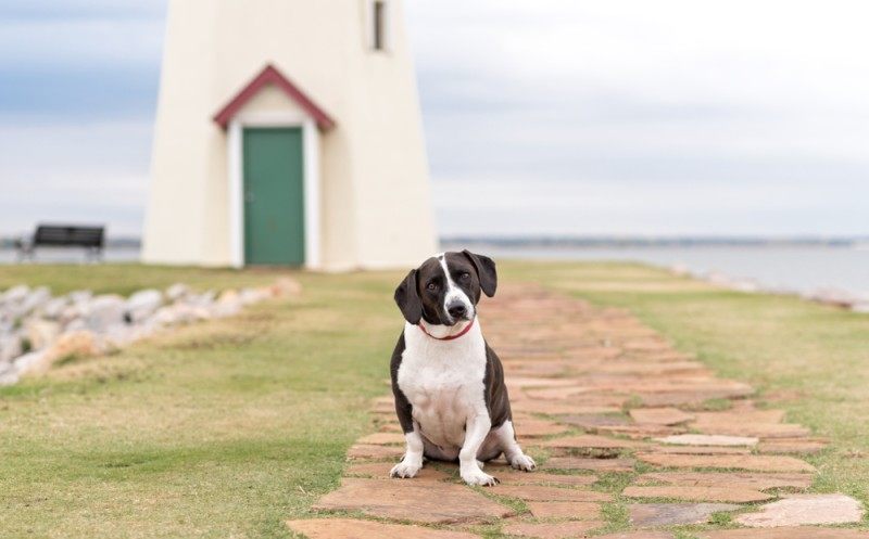 18 Basset Hound Mixes (With Pictures)