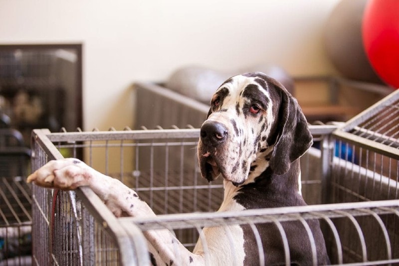 How to Crate Train a Great Dane: 7 Vet-Verified Tips & Tricks