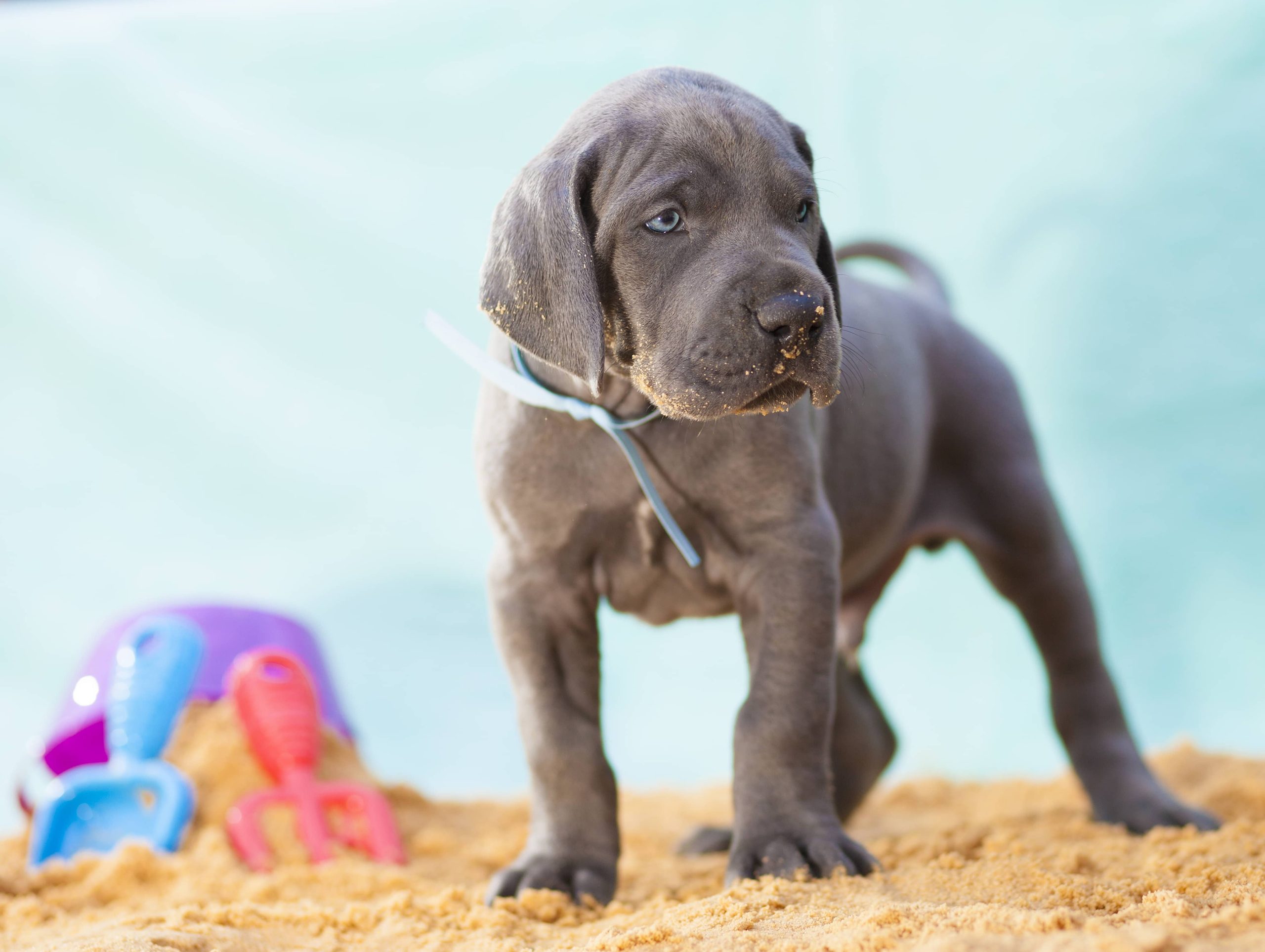 Do Dogs Need Sunscreen? Vet-Approved Advice & Safety Tips