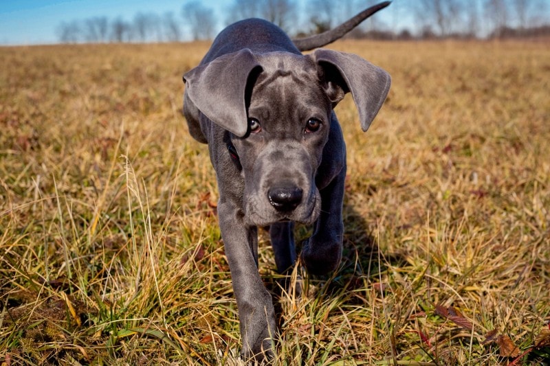 Miniature Great Dane: Info, Pictures, Temperament & More