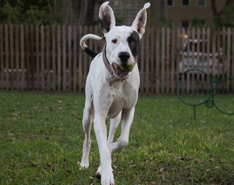 Great Dane Pit Bull Mix (Great Danebull): Info, Pictures, Care & Traits