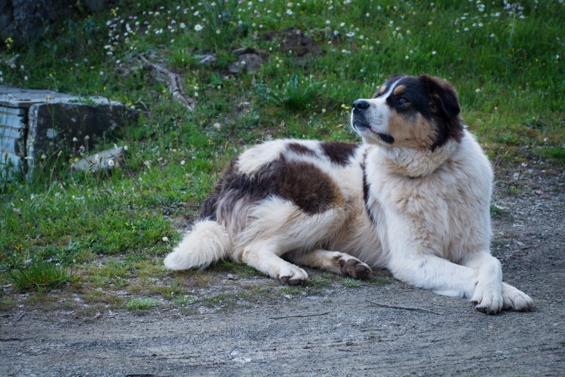 Greek Sheepdog Dog Breed: Info, Pictures, Care & More