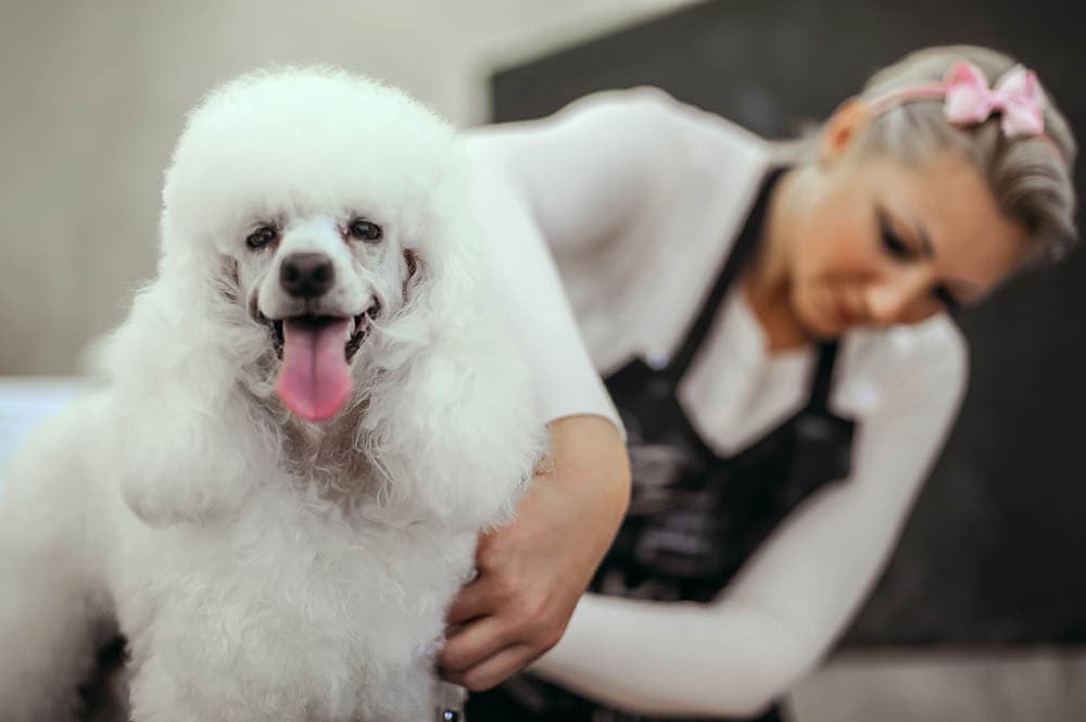 How to Groom a Poodle: 6 Simple Steps