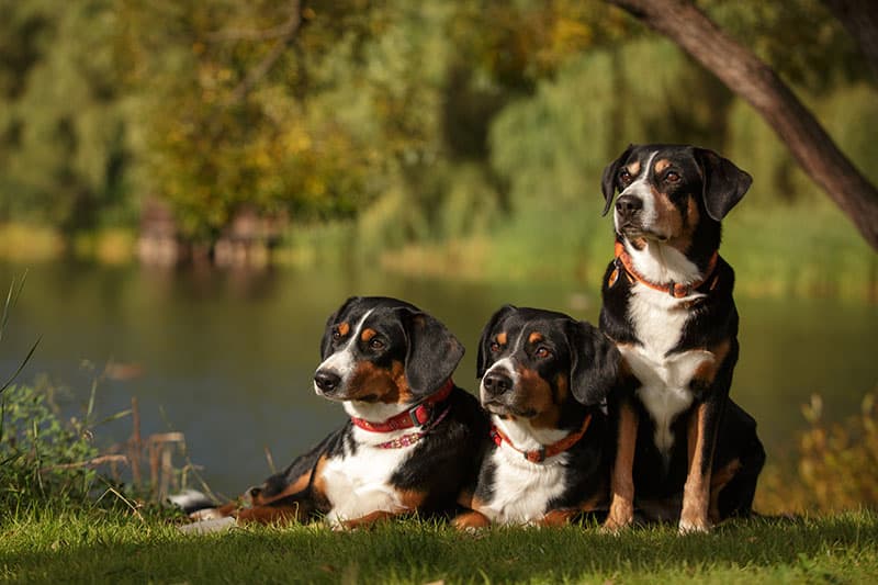 Group of Entlebucher Sennenhund mountain dog outdoor