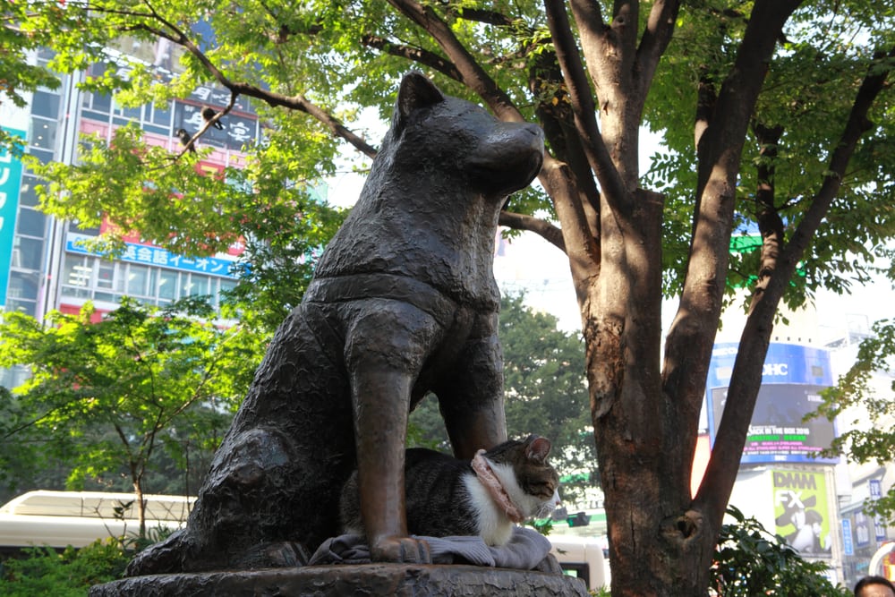 What Breed of Dog Is Hachi? The Loyal Pet's Story