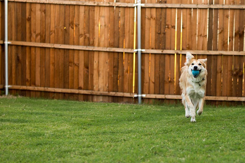How to Build a Dog Run: Step-by-Step Guide in 2026