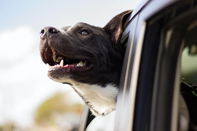 Why Dogs Stick Their Head Out of Car Windows: 6 Vet-Verified Reasons & Tips