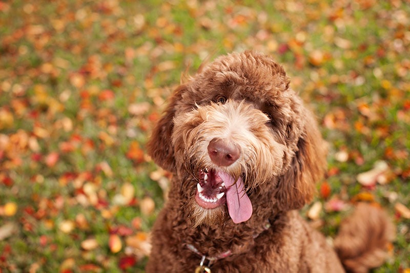 Is a Labradoodle Hypoallergenic? Vet-Verified Facts & FAQ