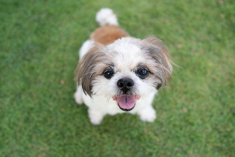 Why Does a Shih Tzu Snort? 10 Vet Reviewed Reasons