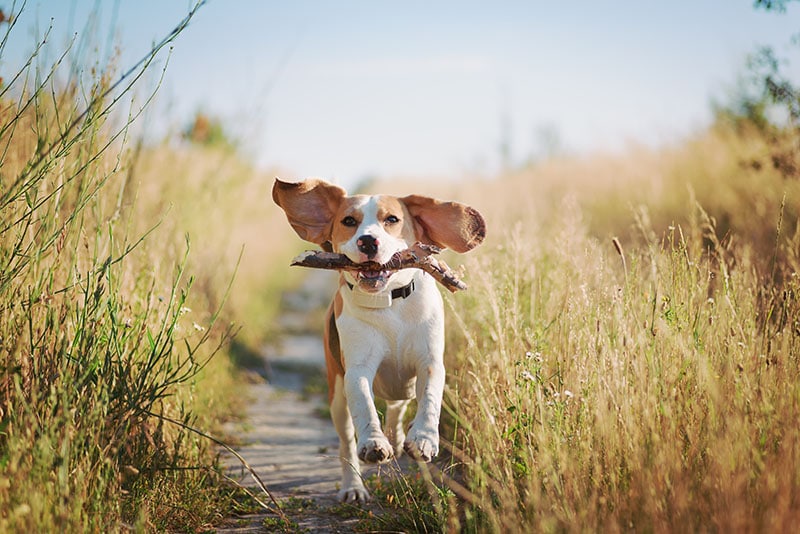 10 Dogs With the Best Hearing (With Info & Pictures)