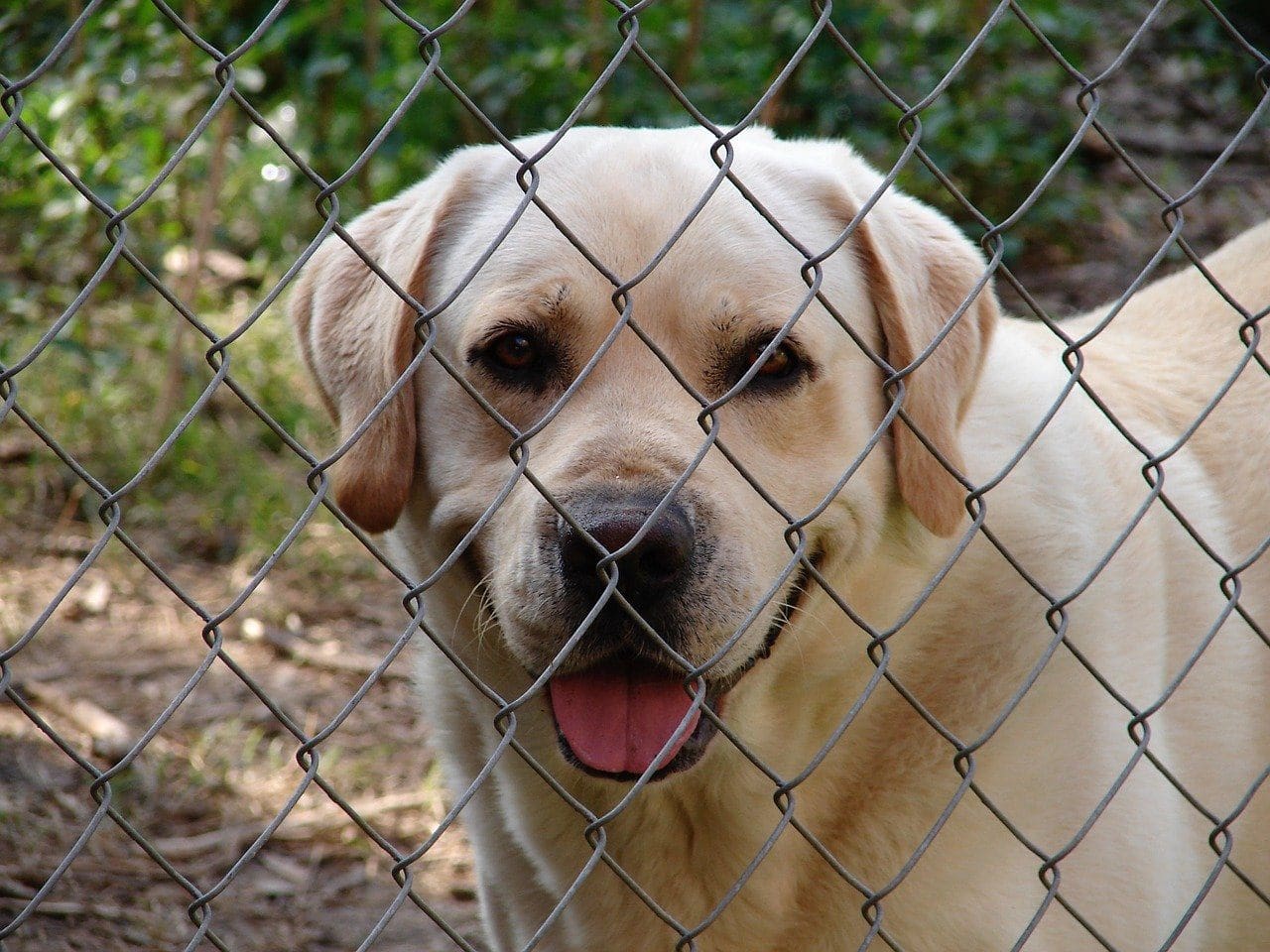 8 Things to Consider When Getting a Fence for Your Dog