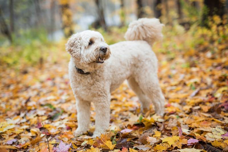 4 Goldendoodle Coat Types: Breed Facts & FAQs