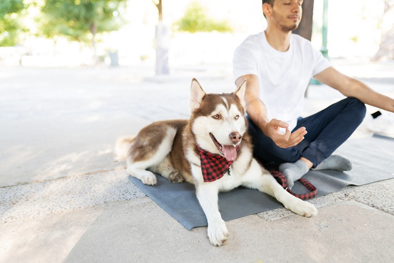 How to Meditate With Dogs— 9 Simple Tips
