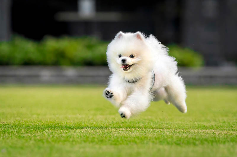 How Fast Can Pomeranians Run? Facts & FAQs