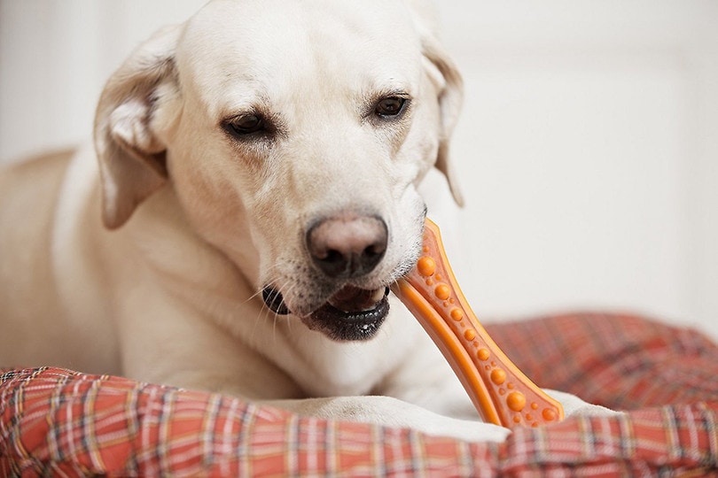 8 Best Dog Teeth Cleaning Toys in 2026 - Reviews & Top Picks