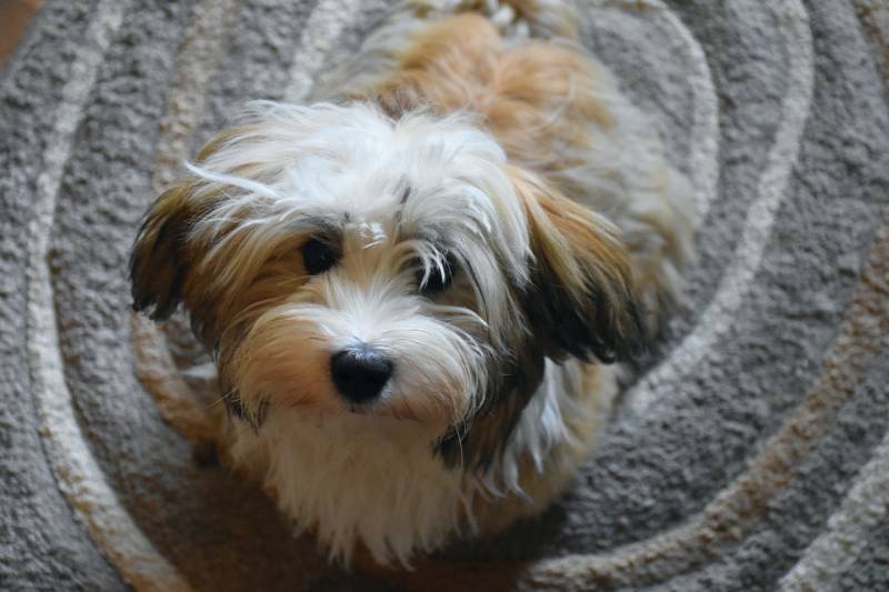 How Much Does a Havanese Dog Shed? Everything You Want to Know (Vet-Reviewed)